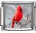 Red Cardinal on Branch