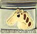 Brown Horse Head