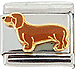 Brown Dachshund