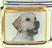 Labrador Dog Photo Side View