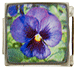 Purple Pansy