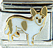 Tan and White Chihuahua