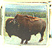 Buffalo Facing Left