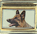 German Shepard Photo