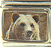 Grizzly Bear Head