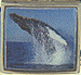 Endangered Humpback Whale