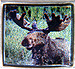 Moose Front View