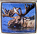 Moose Side View