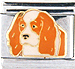 K. Charles Spaniel