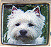 Westie